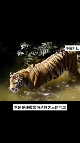 免费资料-资料大全和摸老虎屁股遭扑咬与摸老虎屁股遭扑咬视频