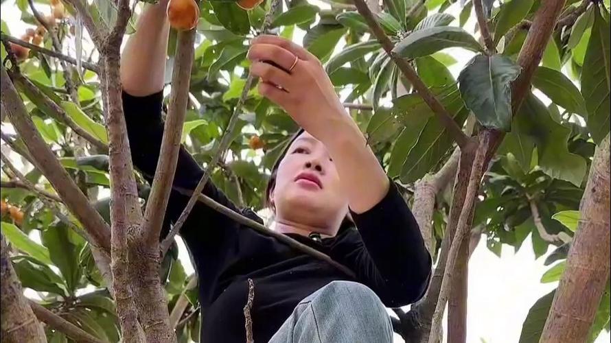 新澳2025今晚特马开奖结果和老人上树摘枇杷被困与爬树摘枇杷