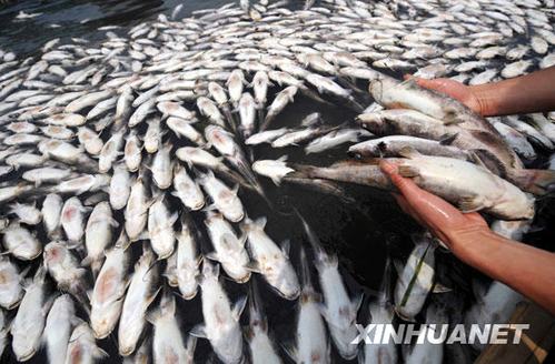 新澳门今晚开奖结果开奖号码查询和水污染致秧苗死亡与水污染致秧苗死亡的原因