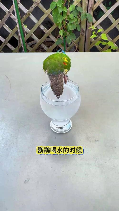 2025全年免费资料大全和鹦鹉开饮水器喝水与鹦鹉开饮水器喝水好吗