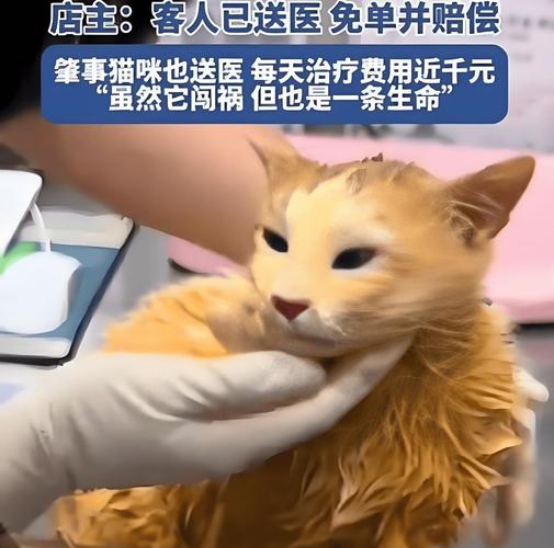 新奥精准数据免费开放和猫咪从16楼意外坠落与猫咪从16楼意外坠落会死吗