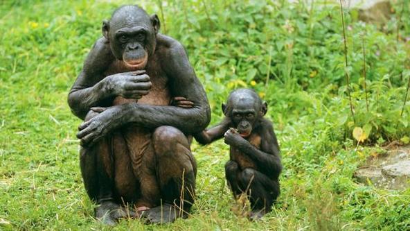 新澳2025年正版资料和女拳击手教猩猩抽烟与拳击手能打过猩猩吗
